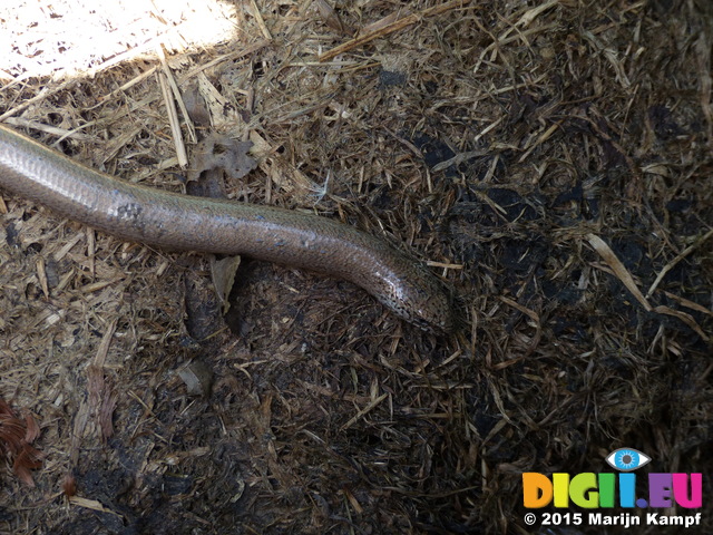 FZ015088 Slow worm in the compost bin